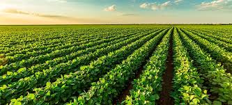 Campo cultivado