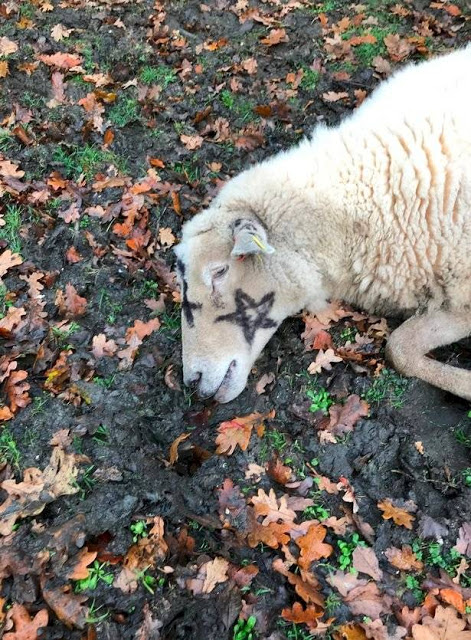 Ovelha morta em sacrifício satânico com o pentagrama pintado