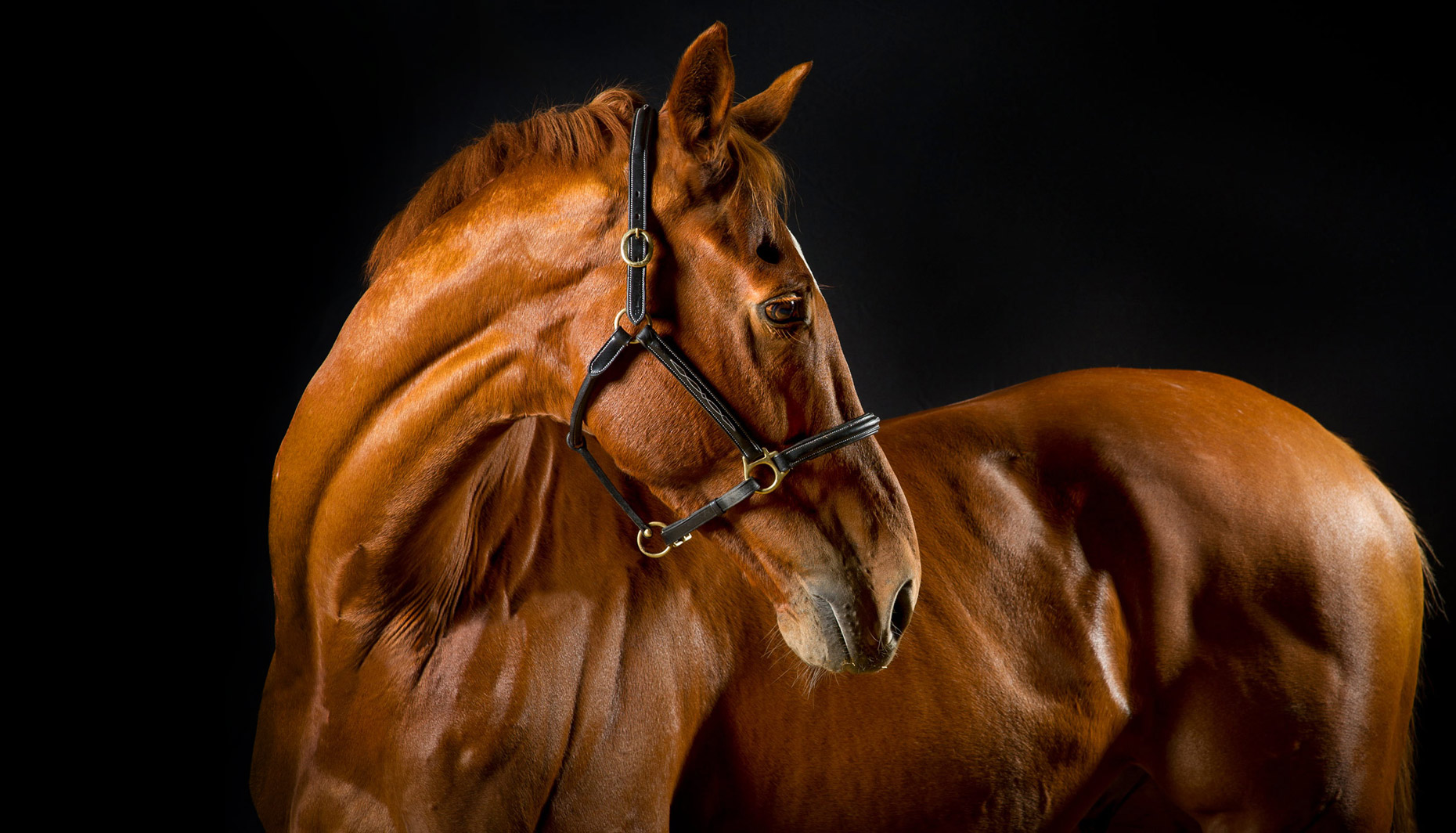 Cavalo cavalo