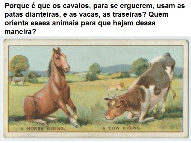 cavalos e vacas
