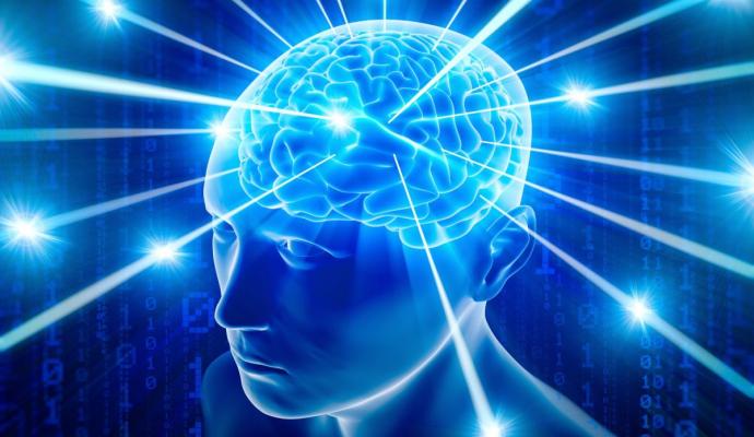 cerebro humano