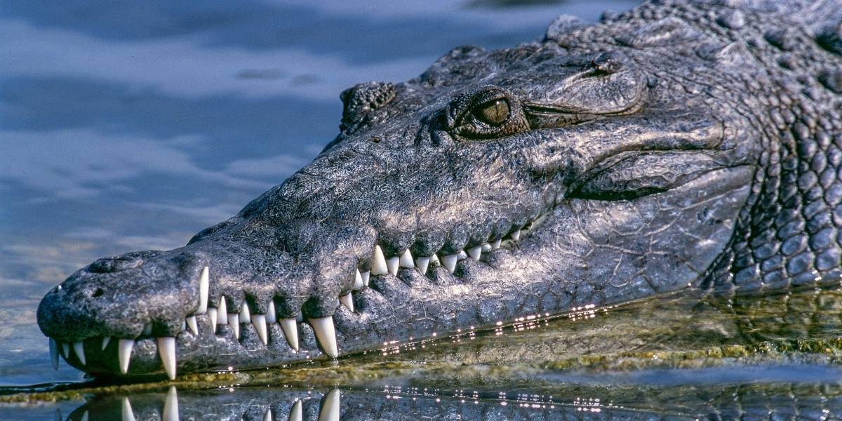 Crocodilo