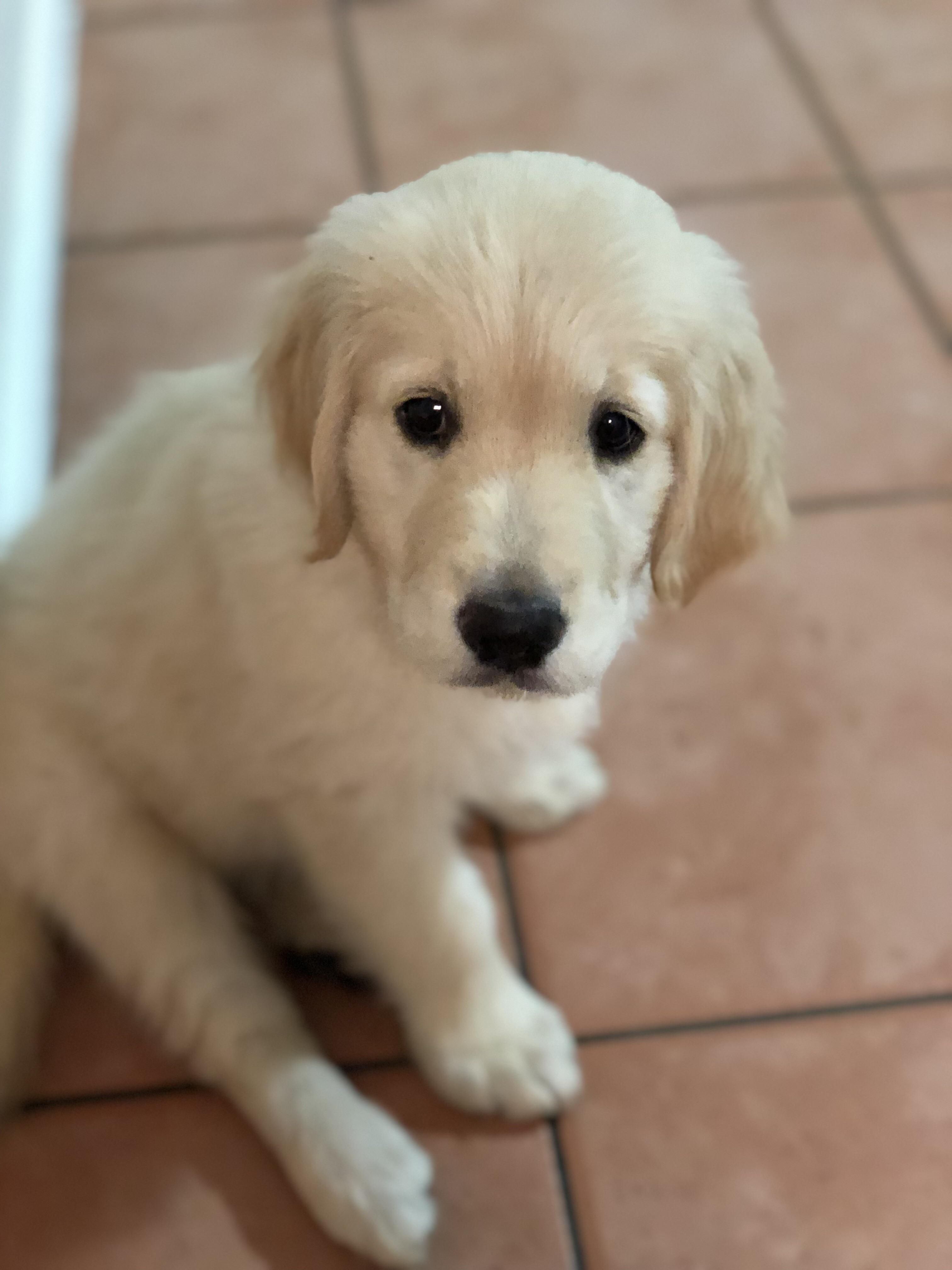 Cachorrinho
