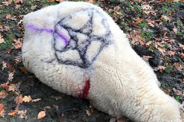 Ovelha morta em sacrifício satânico com o pentagrama pintado