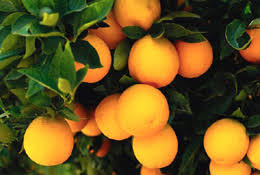 rvoreFruto