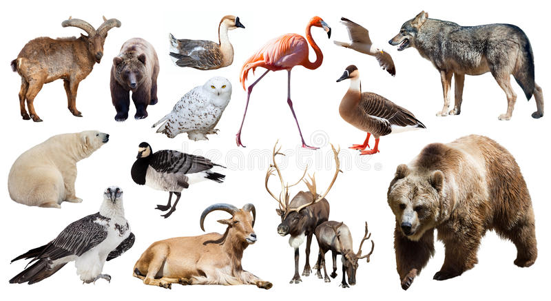 Os animais foram criados simultaneamente set bear other european animals isolated white 82570334