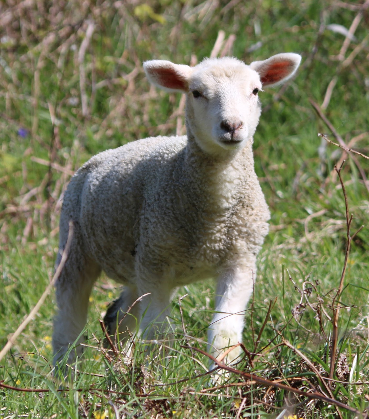 sheep 1