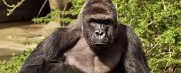 Gorila Harambe