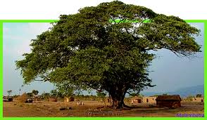 Mulembeira