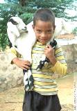 cabras_india.jpg