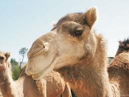 camelos.jpg