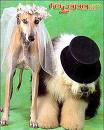 casamento_de_animais.jpg