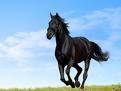cavalo.jpg