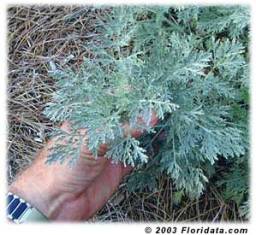 Folhas da planta Artimisia