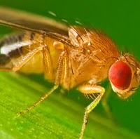 fruit_fly.jpg