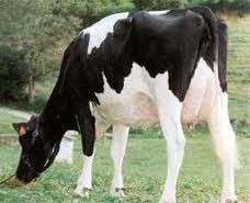 vaca_a_pastar.jpg