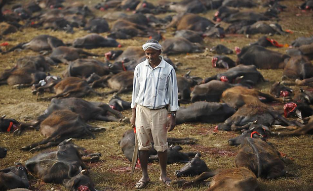 Animais sacrificados