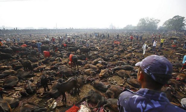 Animais sacrificados