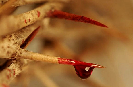 O sangue de Cristo é o único tira nódoas eficaz do pecado